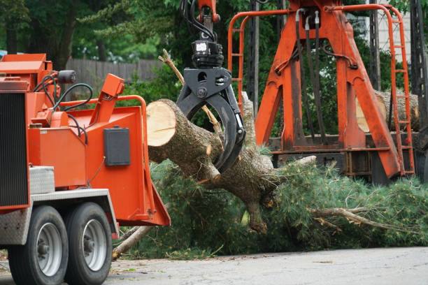 Trusted Lavalette, WV Tree Services Experts